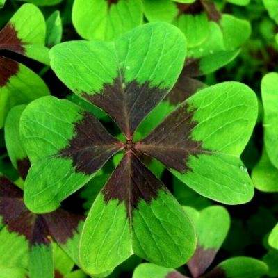 普通的动物村游戏下载