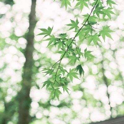 屠龙在野手游